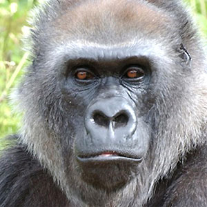 Upin the silverback gorilla